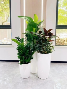 前湾绿化修剪哪家强？这份精选攻略请查收！><div class=